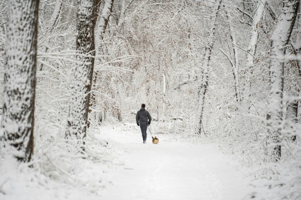 A dog and a Corgi walk along a tree-lined, snow-covered trail.