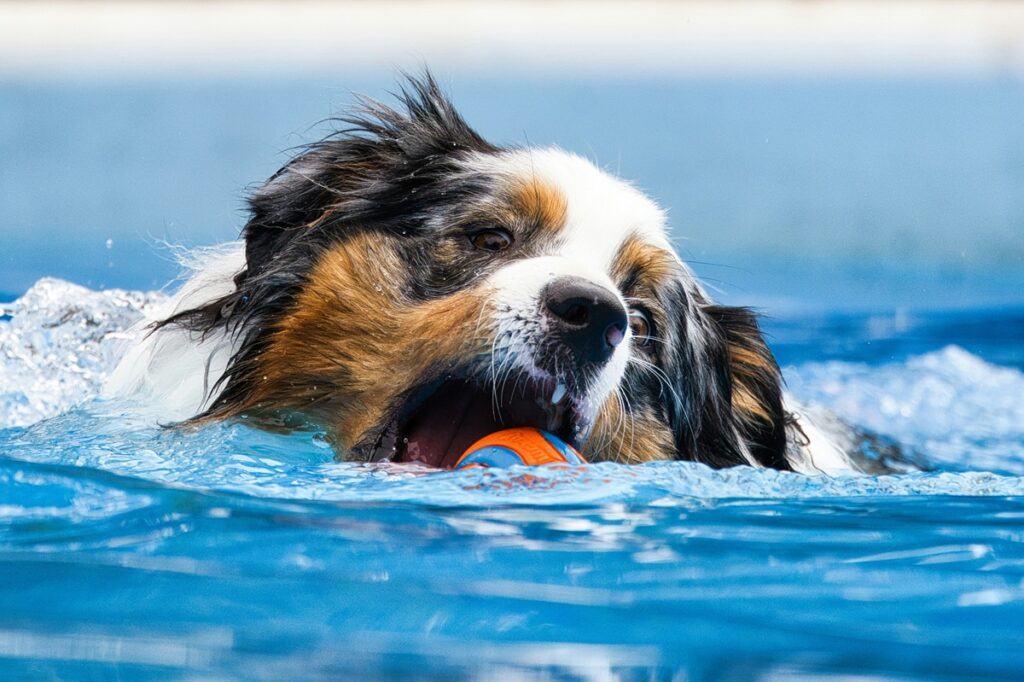 A Bernese mountain dog plays in pool water. He's grabbing an orange and blue ball with his mouth.