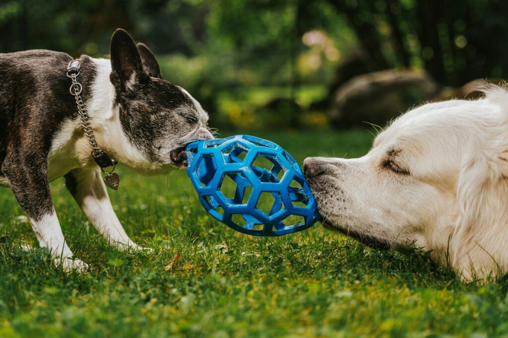 A black and white terrier and a golden retriever, both of their eyes closed, hold a blue plastic ball, with holes in it, in their mouths.