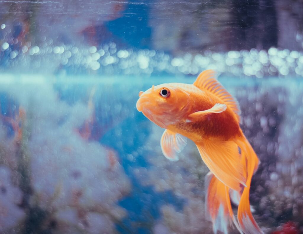 An orange goldfish swims in a tank; bubbles are in the background.