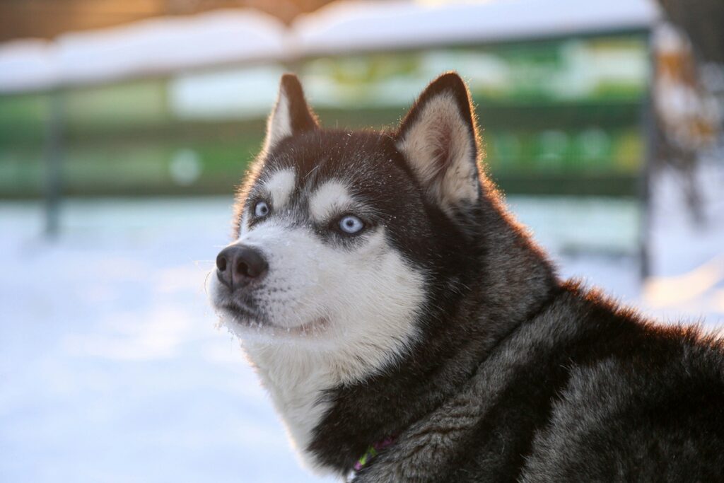 A husky with blue eyes looks off in the distance; snow is in the background.