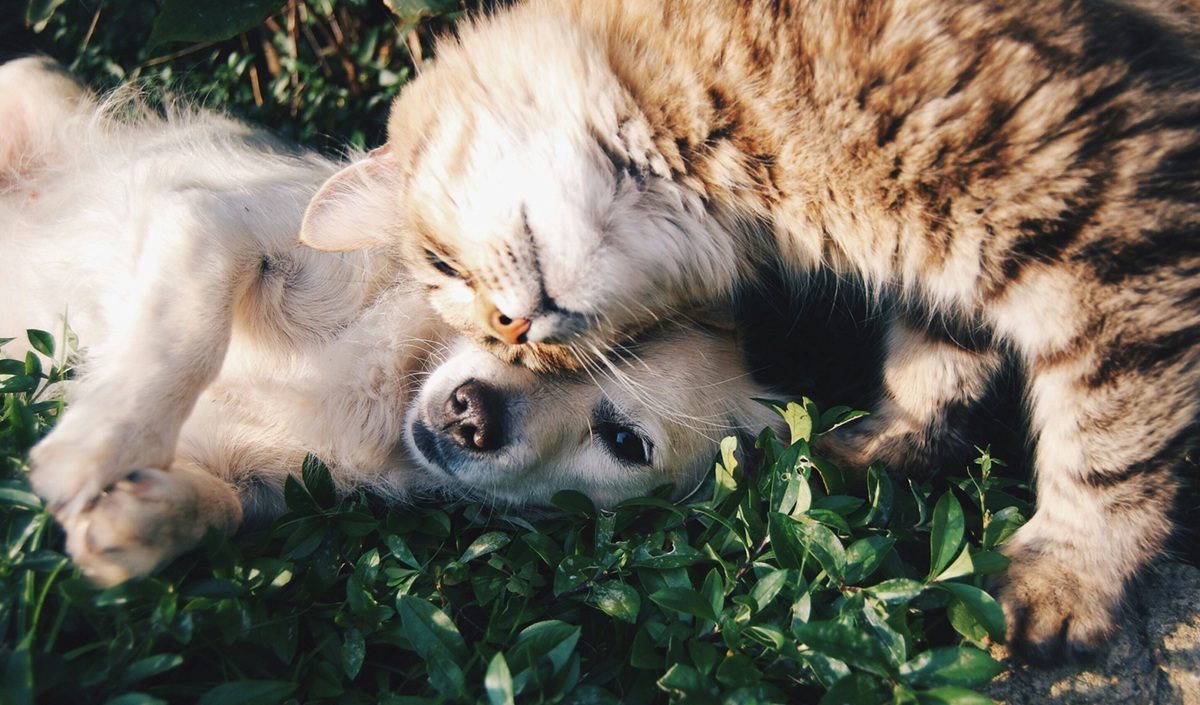 An orange and black cat rubs her head against a golden retriever puppy. Both are lying on the grass.