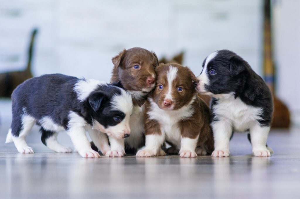 Two brown and white puppies stand between two black and white puppies.