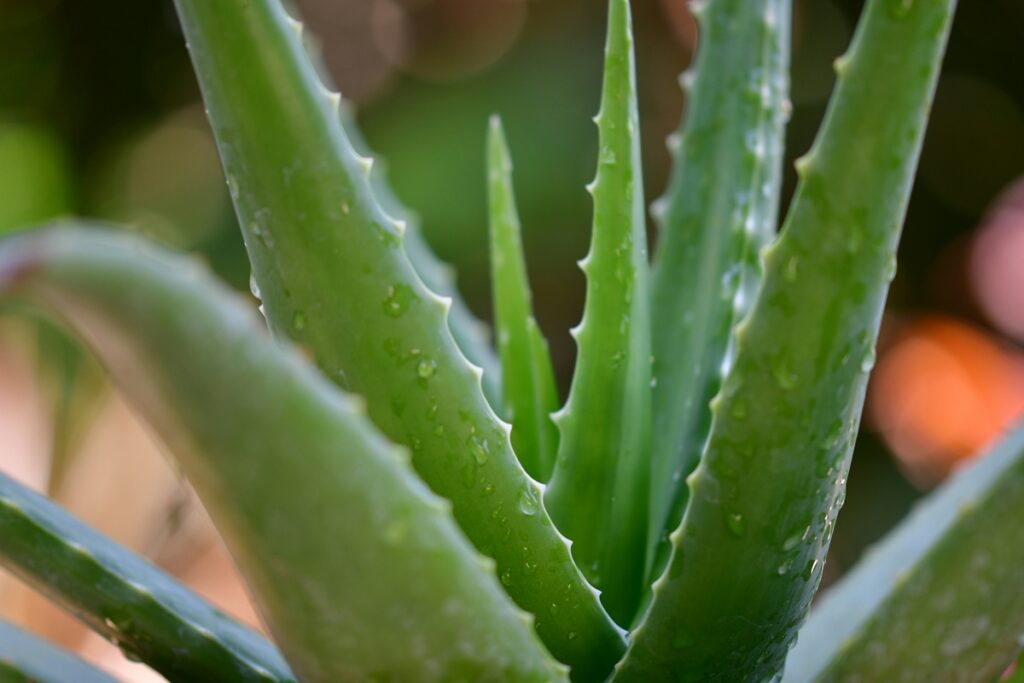 A close-up photo of aloe, a green plant with drops of water. 