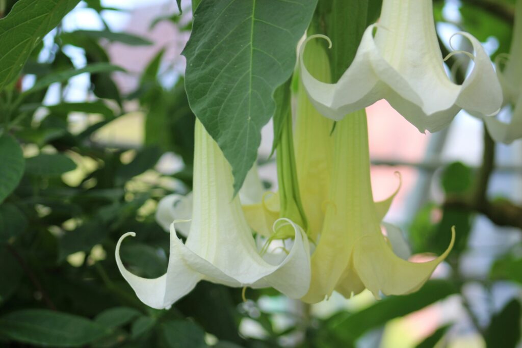 Three Angel's trumpets (two white and one yellow) hanging down from a tree.