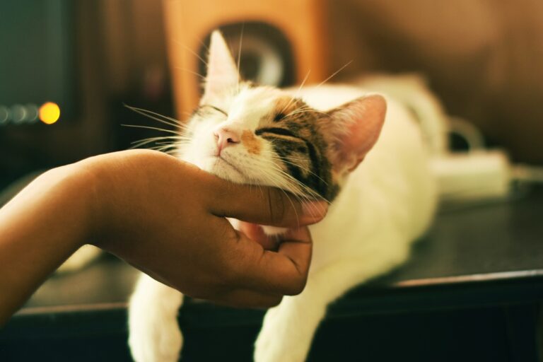 A hand scratches the neck of a kitten, who is sitting on a table.