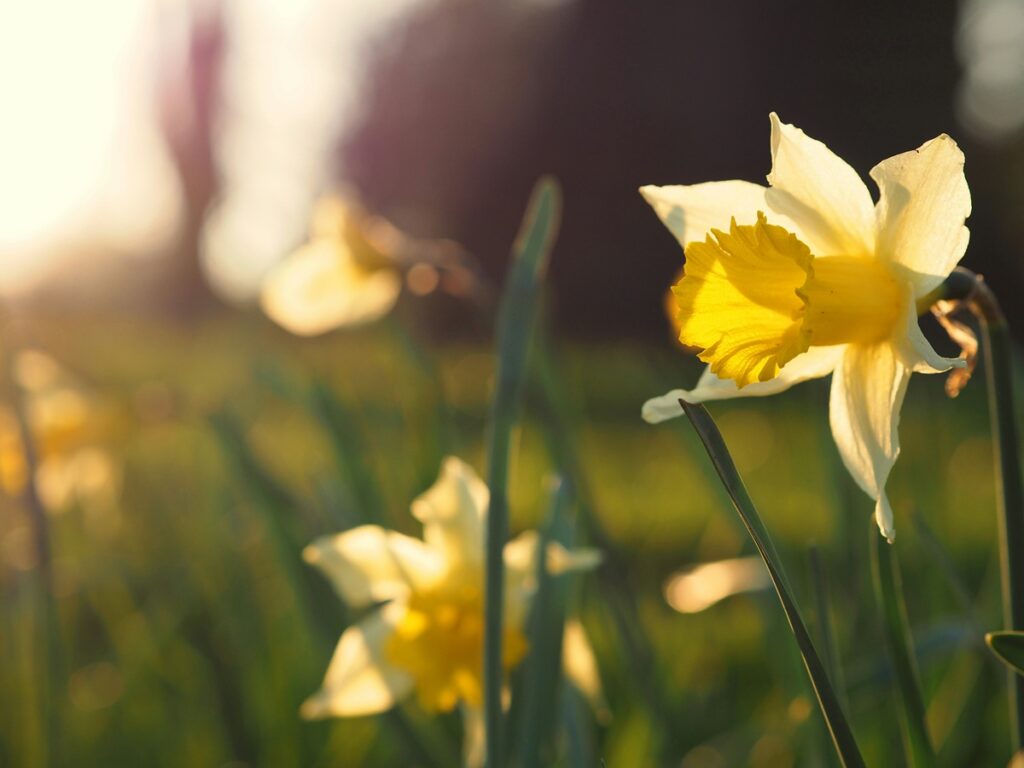 Daffodils in the spring at sunset.