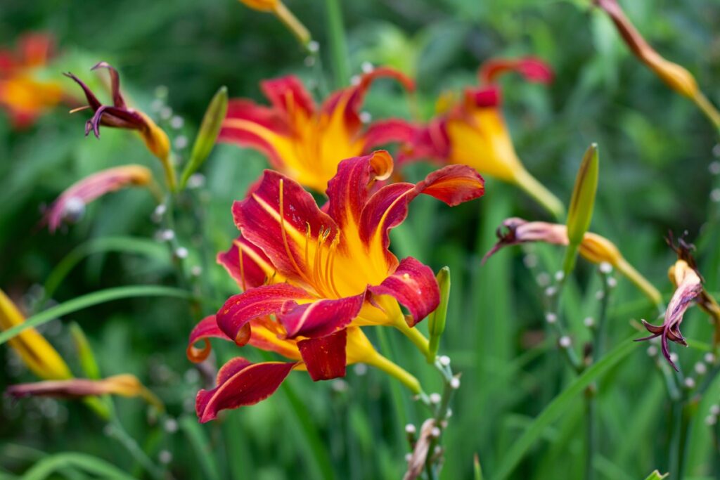 A yellow and red day lily surrounded by lush green