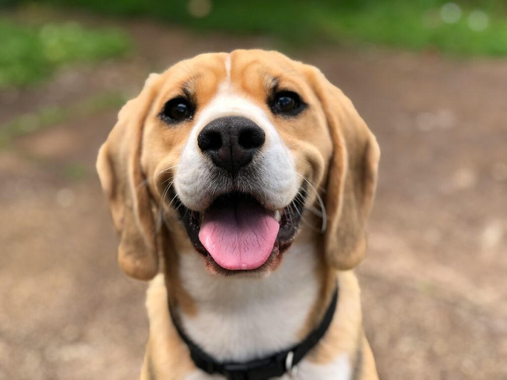 A beagle sits on dirt with grass behind her. Her mouth is open and her tongue is out.