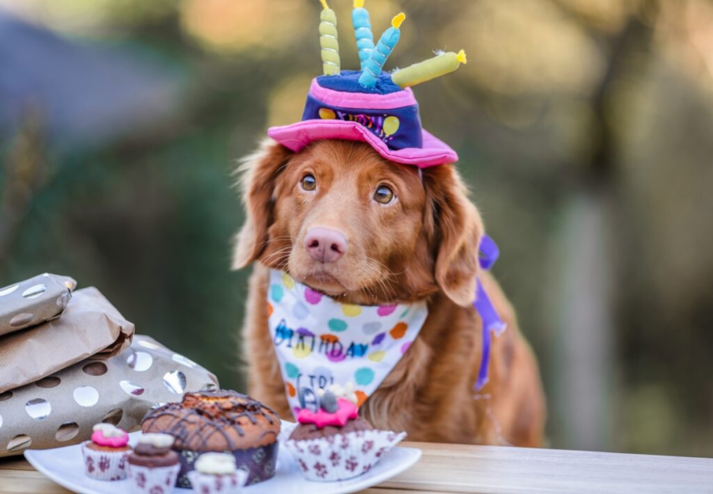 A brown dog with a satin birthday party hat looks ahead. She's also wearing a birthday bandana and in front of her are birthday treats, including a cupcake.