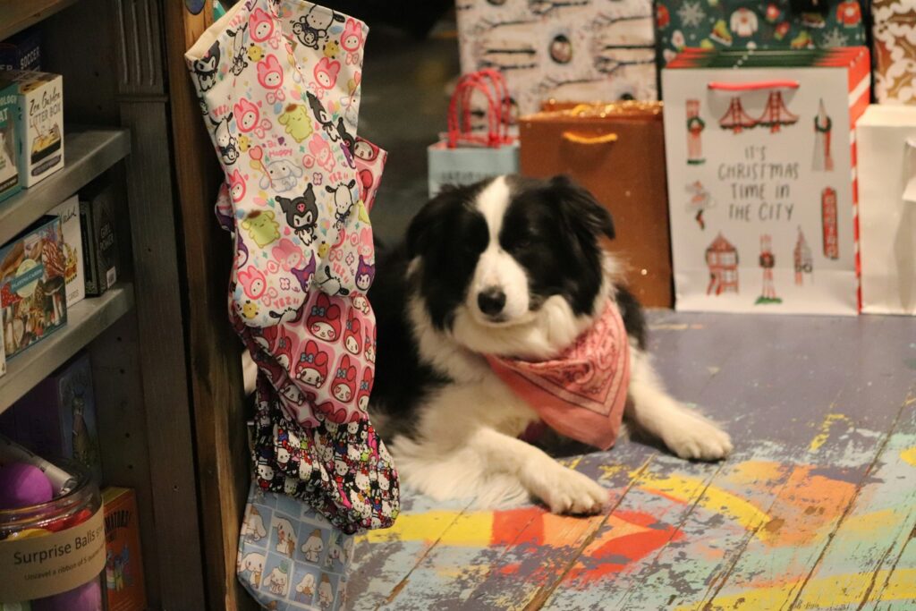 A black and white dog with a bandana around her neck sits on a colorful floor in a thrift shop.