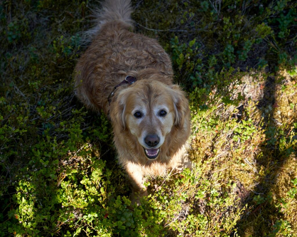 An older golden retriever sits on a patch of grass as the sunlight peeks through.
