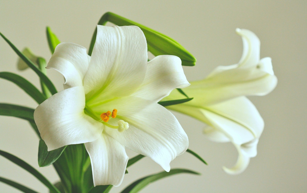 A closeup of an Easter lily.