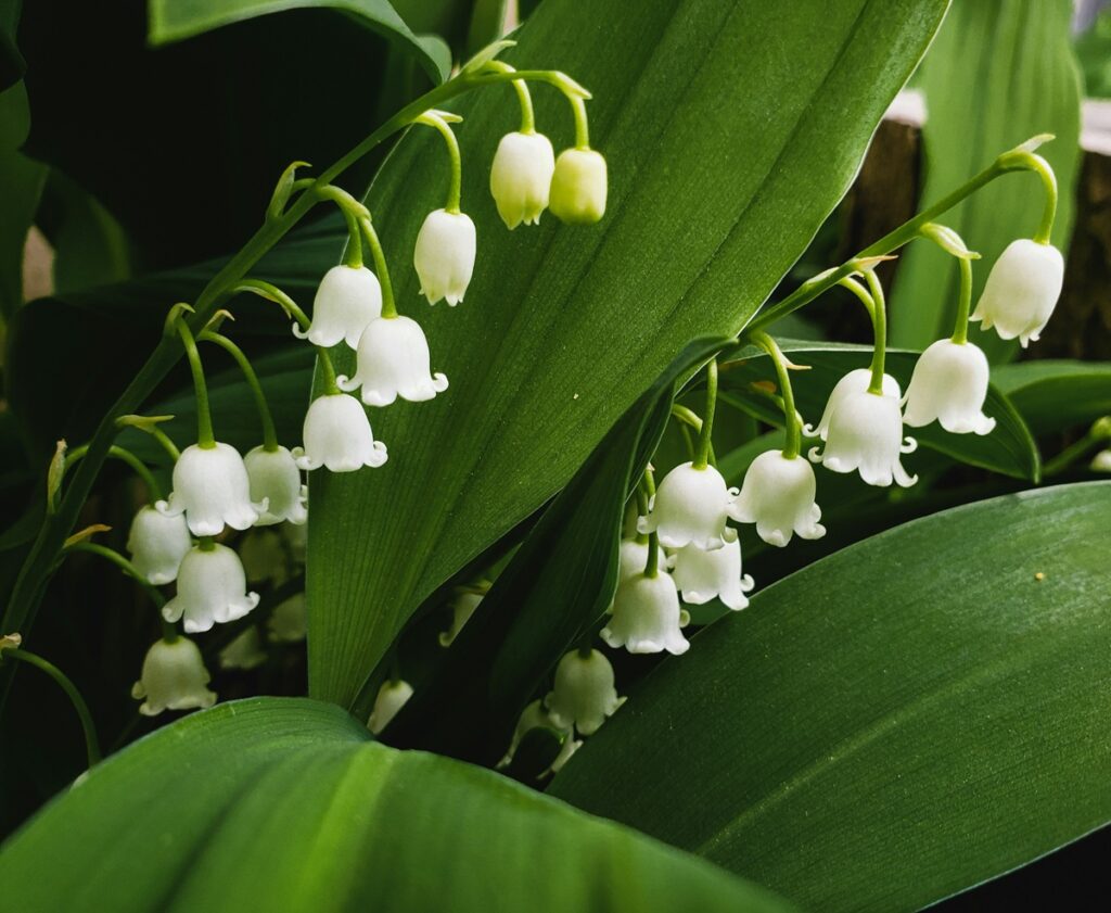 Small white flowers droop down as they sit against tall green leaves.