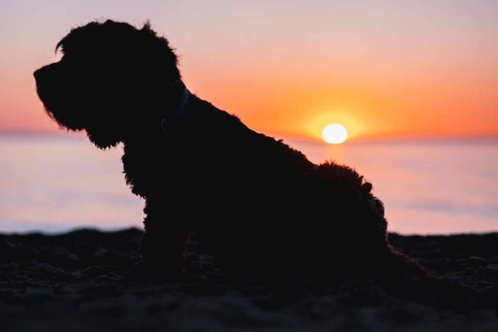 A silhouette of a dog on the shore of Lake Erie at Presque Isle State Park with the setting sun behind her.