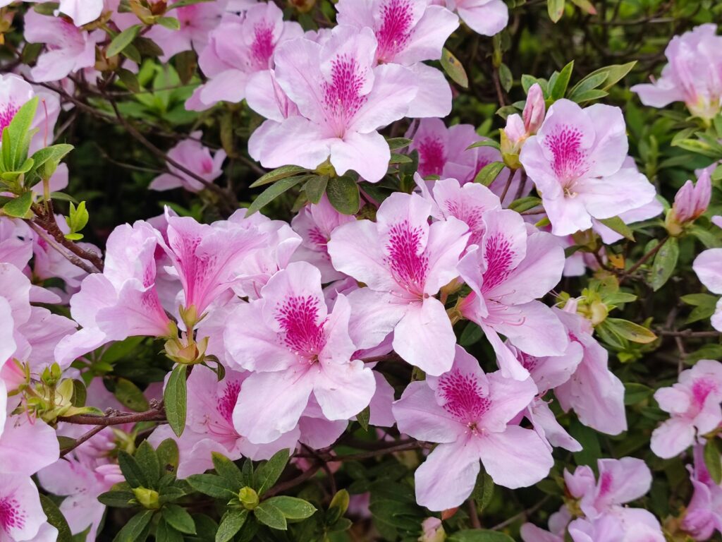 Pink rhododendron with green leaves
      