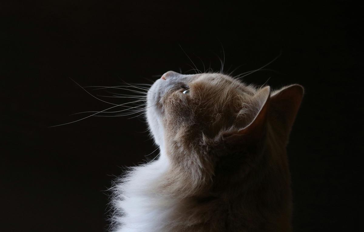 A tan and white cat looks upward. Sitting against a black background. A profile photo.