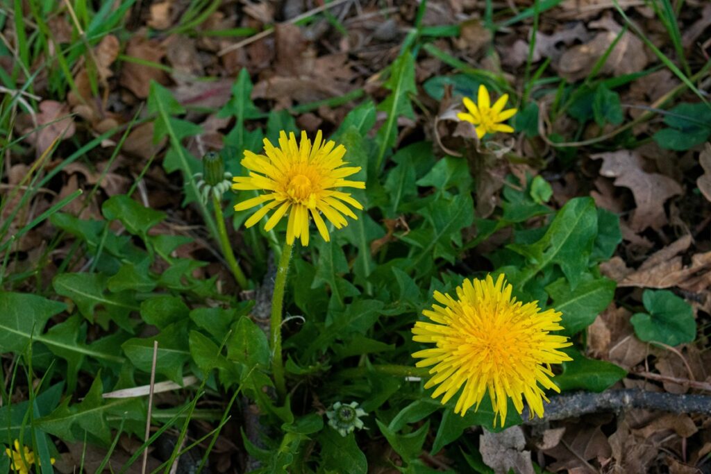 Two dandelion plants against greens and leaves