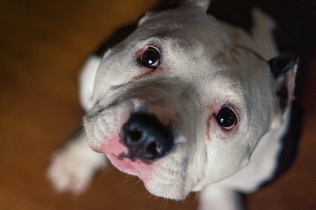 A white bull dog with a black nose looks up at the camera.