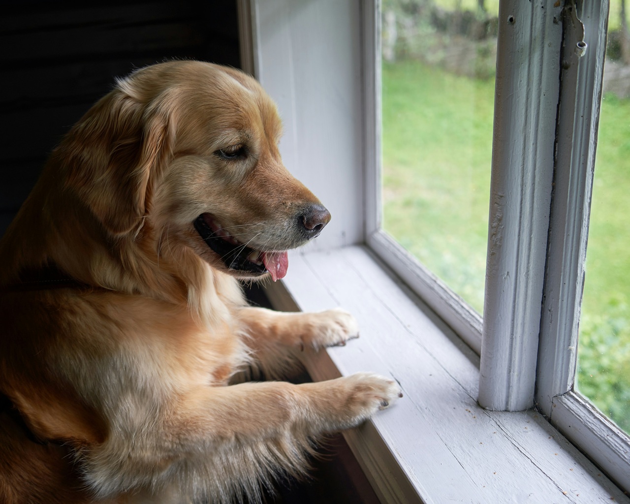 A golden retriever stands, her paws on a window ledge, and looks out of the window.