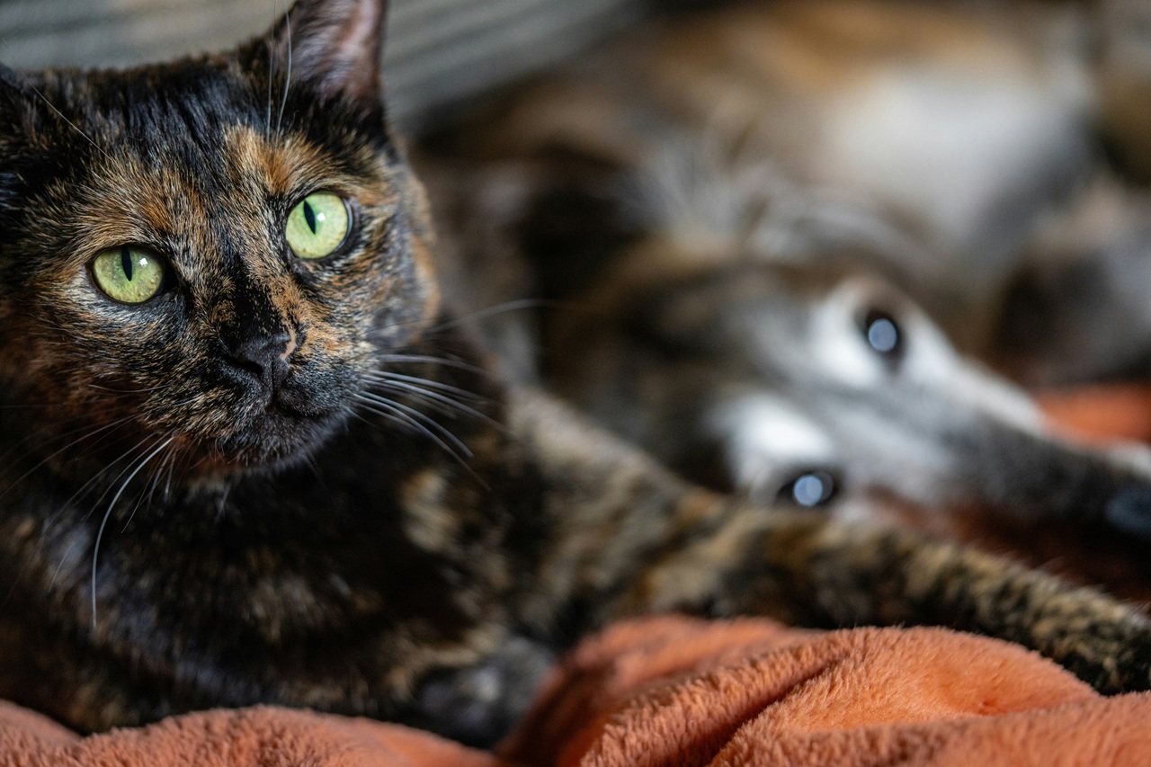 A black and orange cat sits on an orange blanket and looks at the camera. An older hound dog sits behind her, looking at the camera.