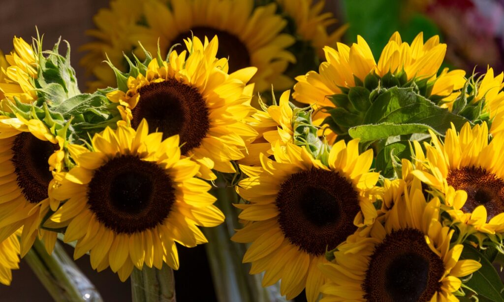 A close-up of sunflowers.