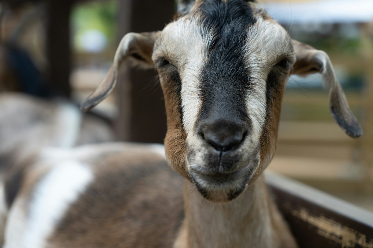 A close up of a brown goat with tan, brown, black on her face.