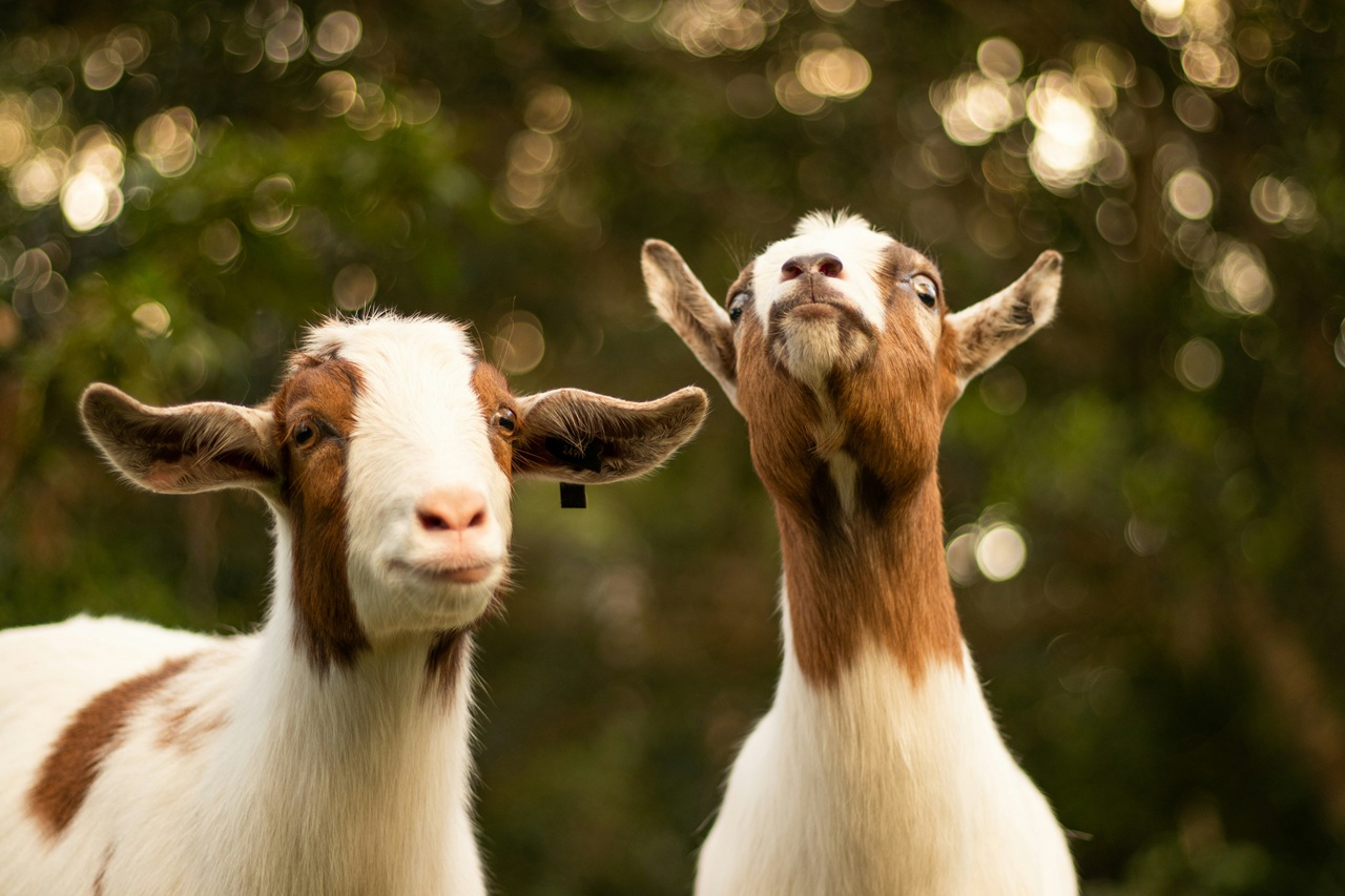 Two white goats with brown patches look at the camera.