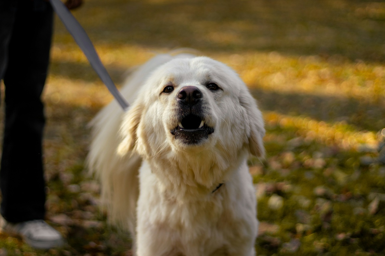 A golden retriever on a leash looks at the camera.