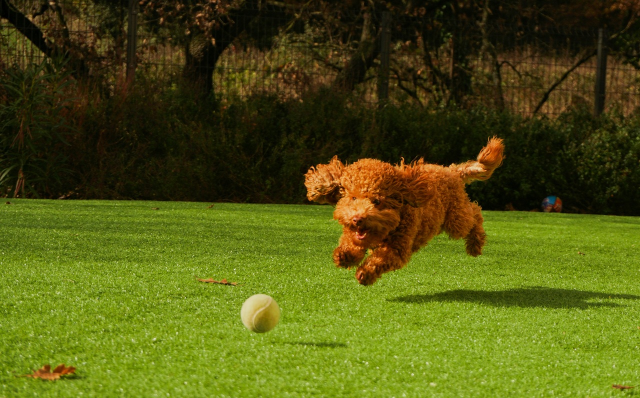 A red curly-haired dog leaps in the air as she chases after a tennis ball on the grass. Trees are in the background.