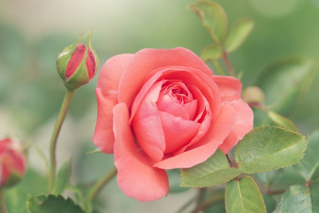 A close-up of a pink rose against green leaves