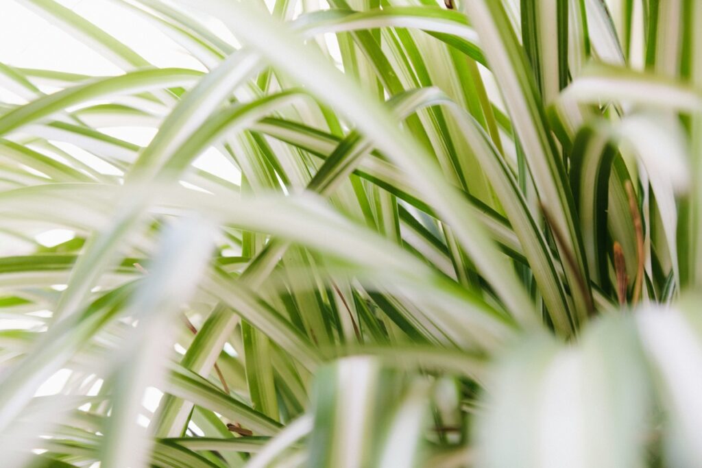 A close-up of a spider plant