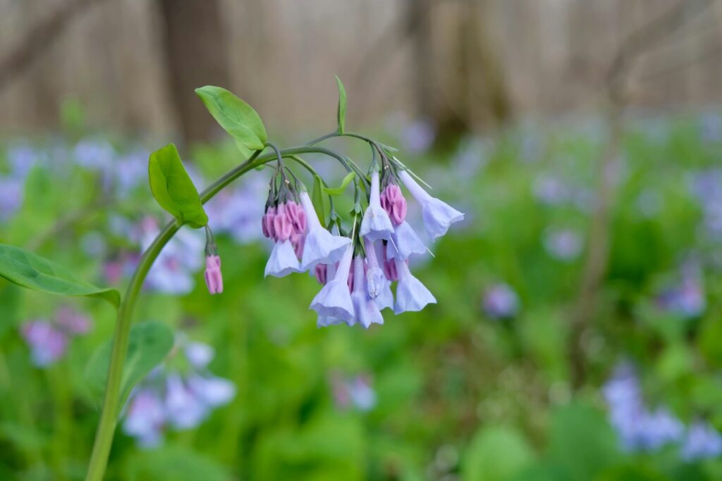 A close up of Virginia bluebells 