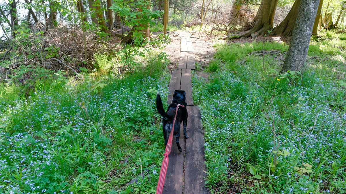 A black dog on a red leash walks on a boardwalk flanked by bluebells.