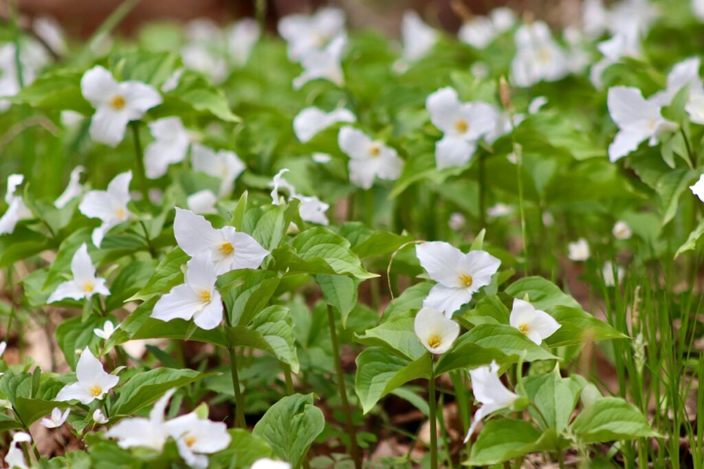 White trillium in a park