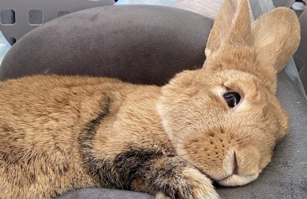 A brown bunny, with black in her legs, lies on a neck pillow.