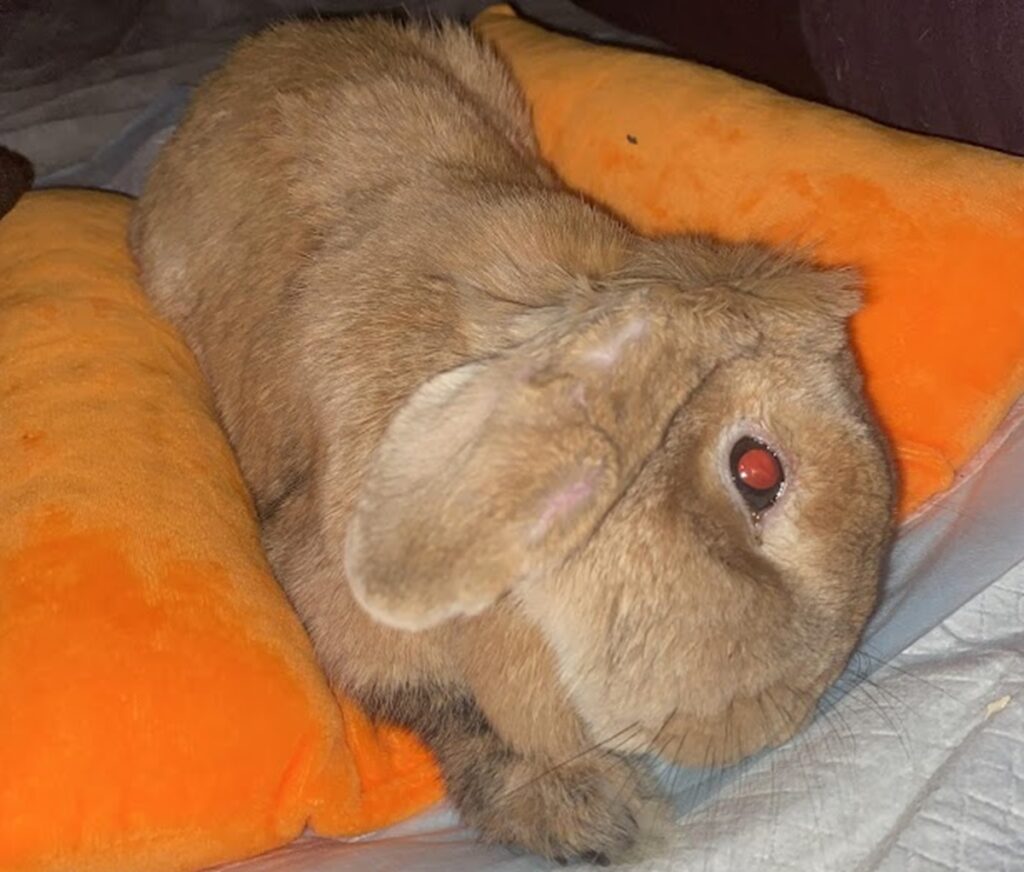 A light brown lop-earred bunny rests on an orange pillow.