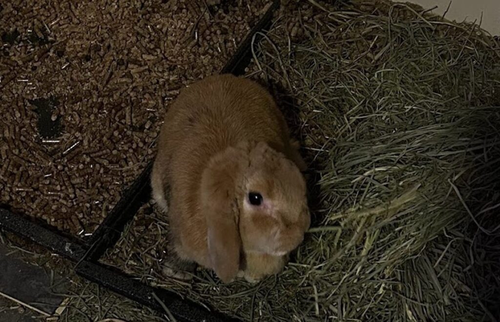 A light brown lop ear bunny sitting in a litter box next to hay.