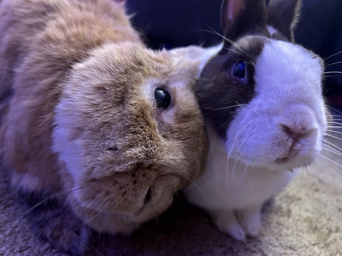 A light brown bunny, her head titled, leans on a brown and white dutch bunny.