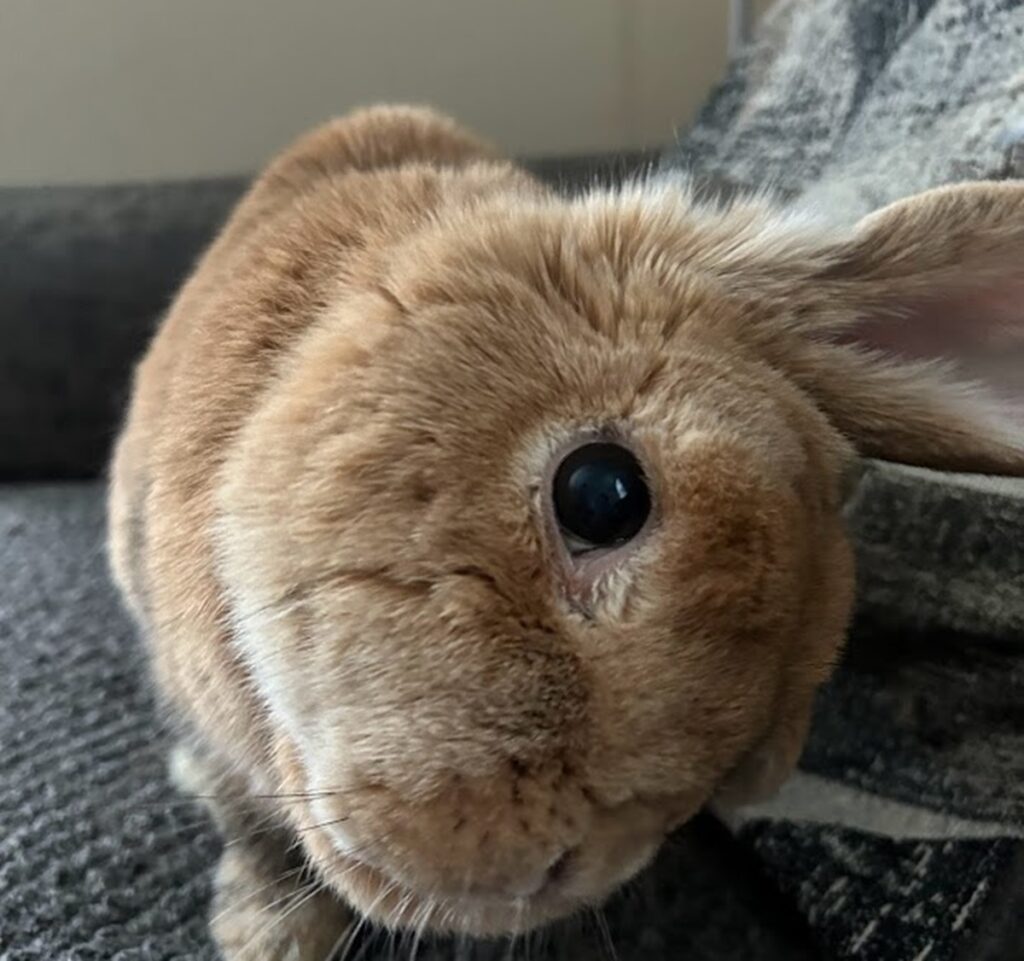 A close-up of a light brown bunny, her head tilted.