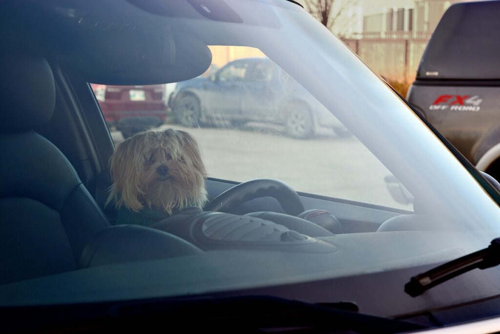 A longhaired light brown dog sits in the driver's seat of a car.