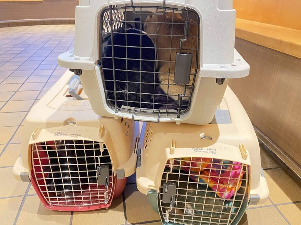 A carrier sits on two carriers at a vet's office.