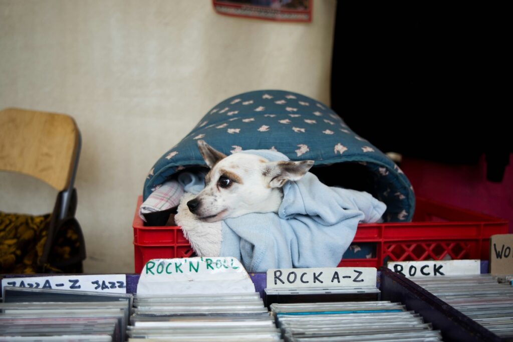 A white dog sits in a red carton in front of records at a flea market.