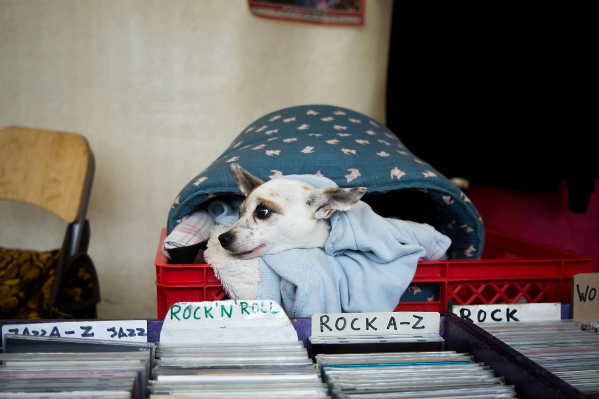 A white dog sits in a red carton in front of records at a flea market.