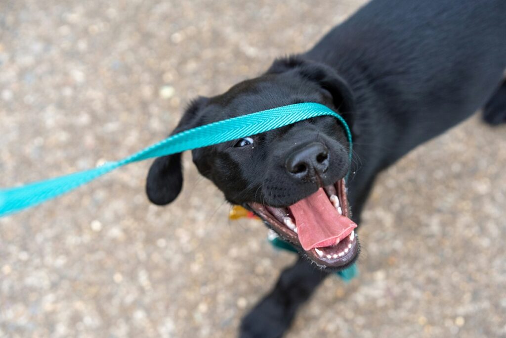 A black dog with her mouth open looks at the camera. An aqua leash covers her right eye.