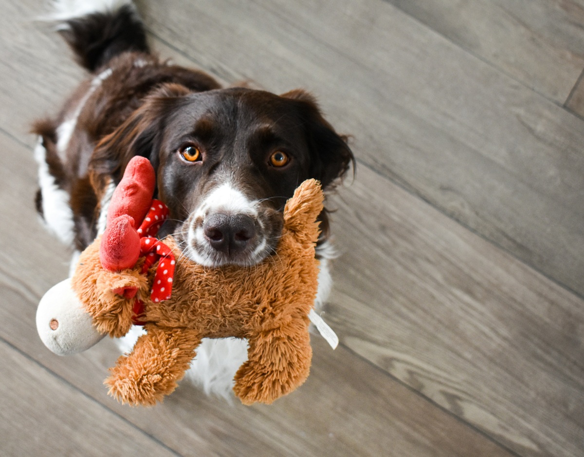 A dog holding a stuffed toy looks at the camera.