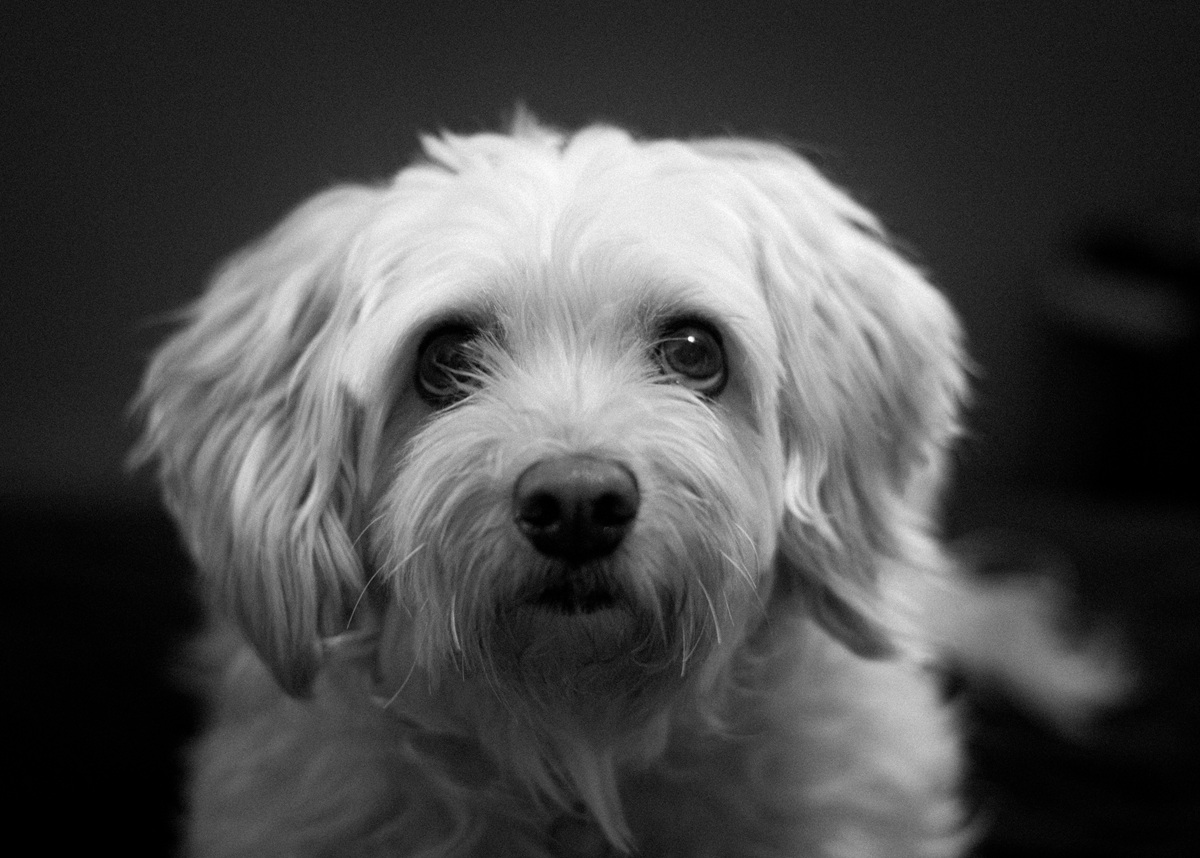 A close-up black and white photo of a dog with floppy ears