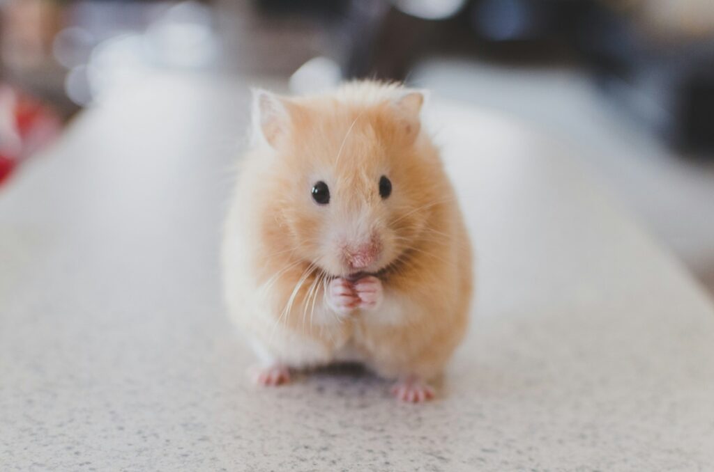 A blonde hamster sits with her hand to her mouth.