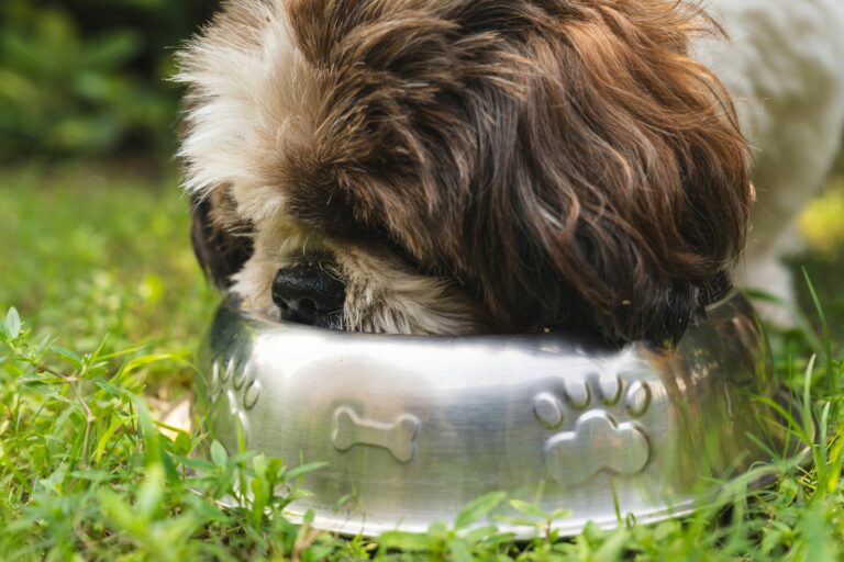 A shaddy dog eats from a silver bowl with paw prints.