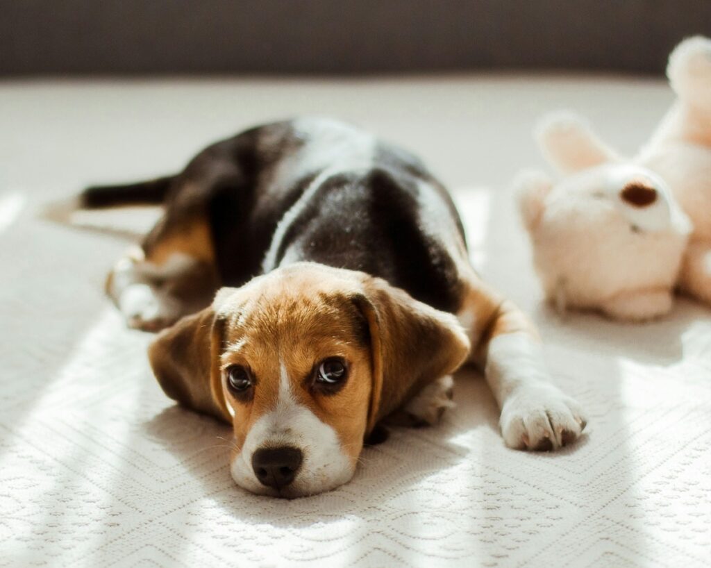 A Beagle puppy in the sun on a white surface with a light teddy bear to her right. Puppy's head is on the floor and she is stretched out.